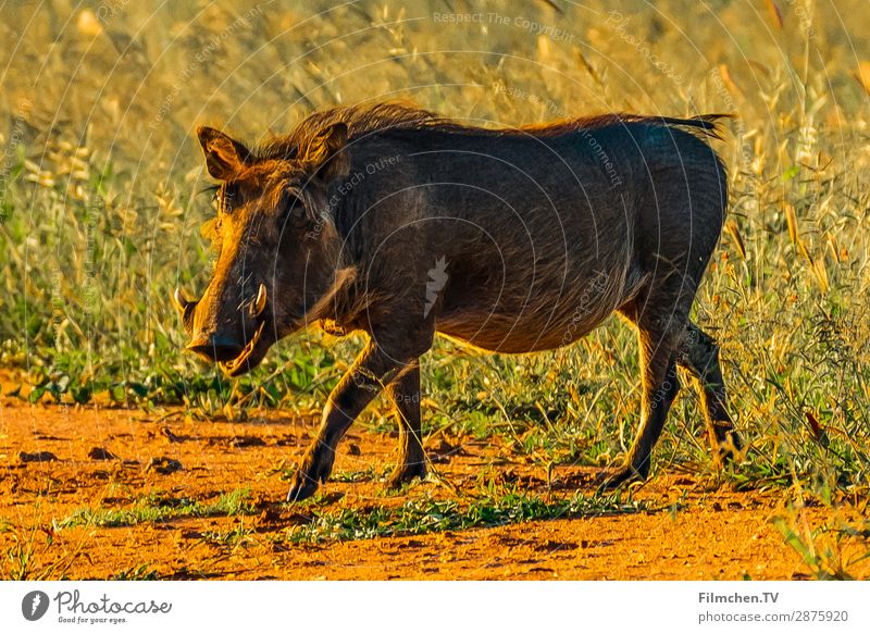 warthog Animal Warthog 1 Aggression Africa Frans Indogo Lodge Namibia travel Colour photo Exterior shot Detail Deserted Neutral Background Day