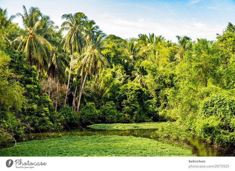 greenest Idyll Exotic Gorgeous palms Trip Water Day Light Virgin forest Contrast River Tourism River bank reflection Sunlight Paradise Fantastic Exceptional