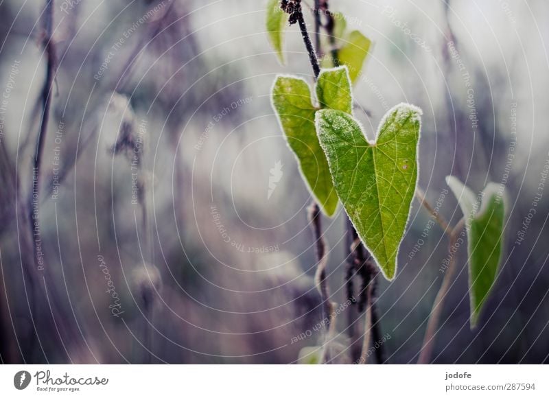 love of nature Environment Nature Plant Foliage plant Wild plant Cold Morning glory Heart Heart-shaped Leaf Frost Frozen Hoar frost Autumn Winter Green Gray