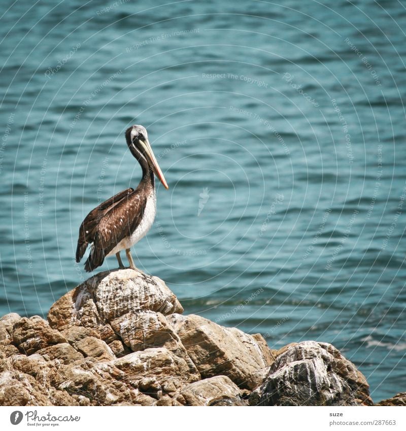 Fischers Fritze Environment Nature Animal Elements Water Summer Climate Beautiful weather Rock Coast Ocean Wild animal Bird 1 Blue Pelican Surface of water