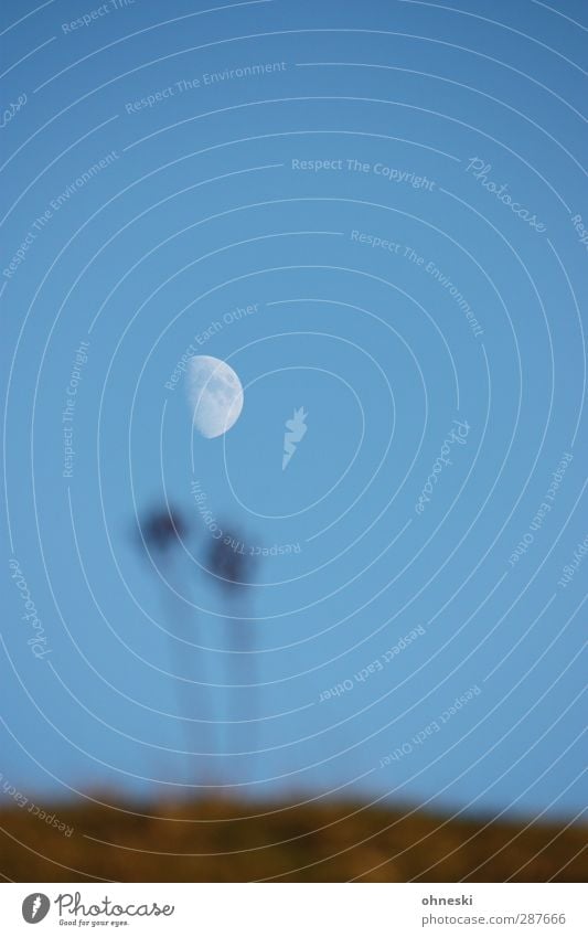 Lunar Day I Elements Air Sky Cloudless sky Moon Grass Bushes Moody Far-off places Universe Colour photo Exterior shot Deserted Copy Space top Copy Space bottom