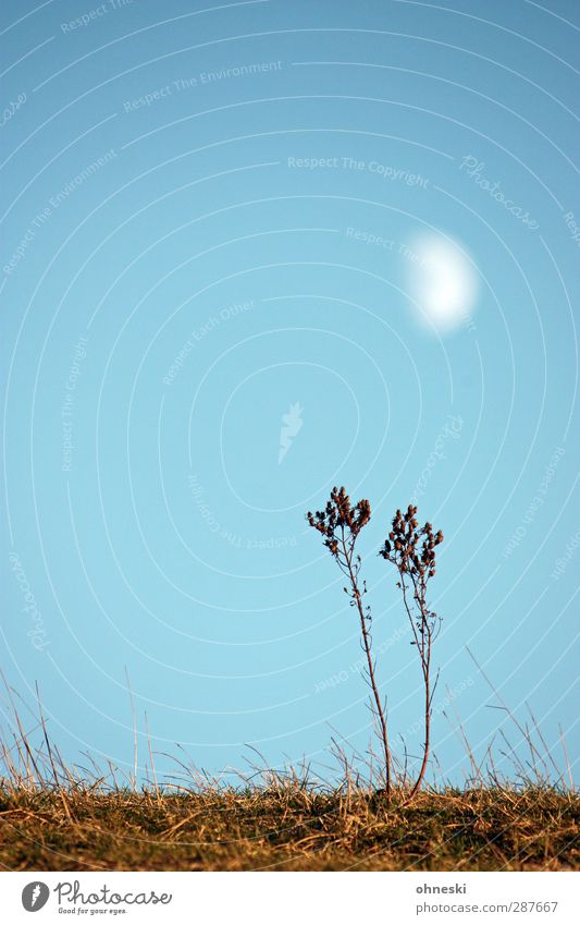 Lunar Day II Plant Earth Sky Cloudless sky Moon Grass Bushes Life Far-off places Colour photo Exterior shot Copy Space left Copy Space top