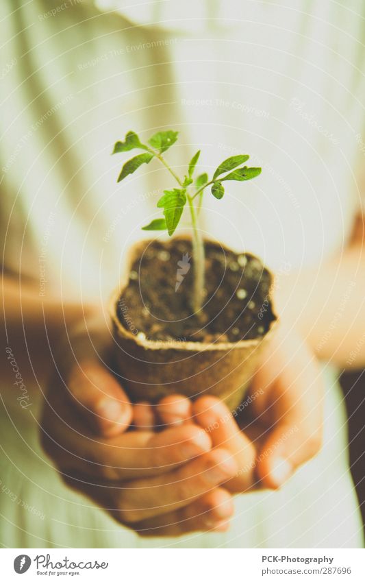 growth plants Plant Green tomato plant Hand Stop little plant Vegetable Weigh Future Green thumb Earth Growth preserve Protect Colour photo Interior shot