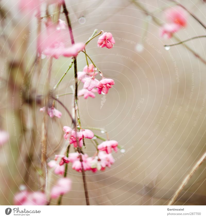 parson's hat Nature Winter Plant Bushes Blossom Brown Pink Drops of water Common spindle Colour photo Exterior shot Copy Space right Shallow depth of field