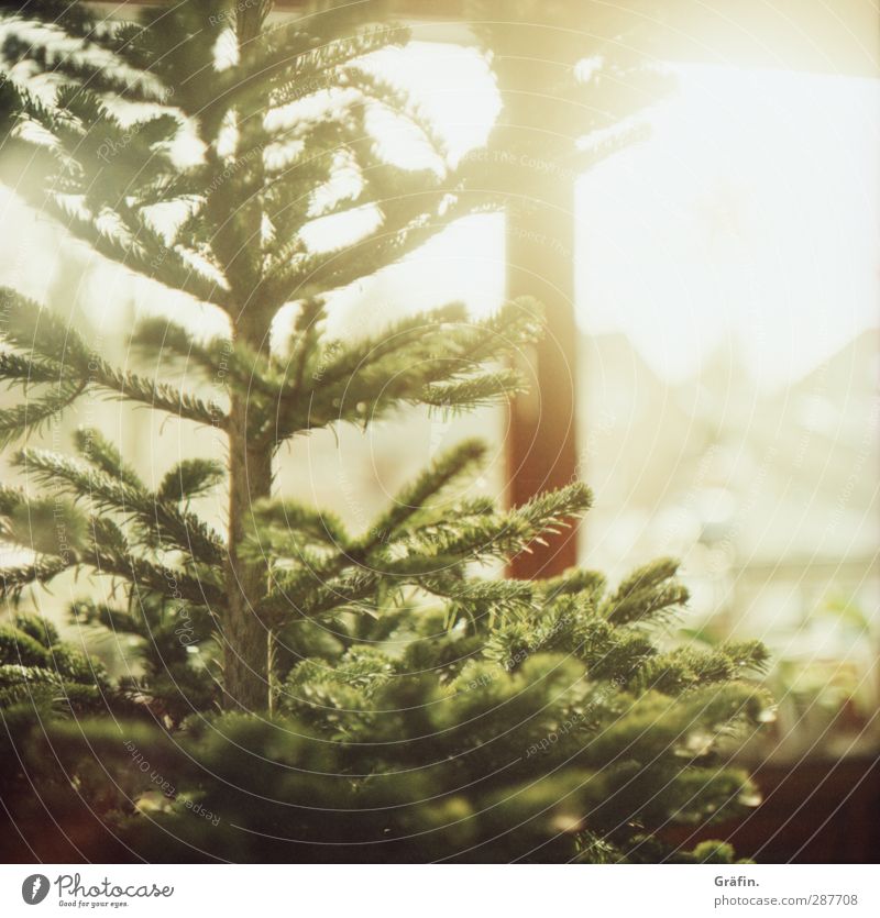 christmas tree Tree Christmas tree Illuminate Natural Brown Green Expectation Nostalgia Tradition Christmas & Advent Colour photo Interior shot Copy Space right