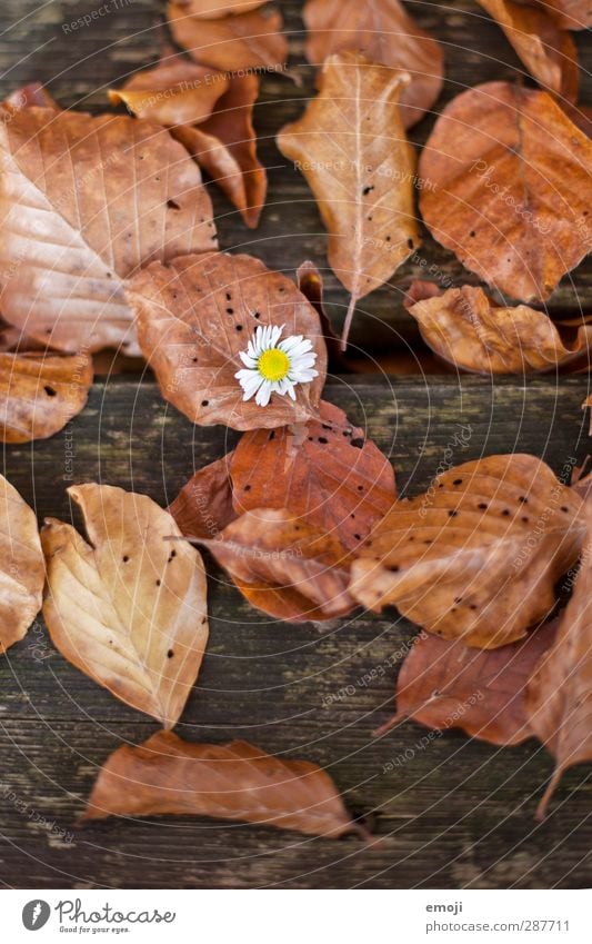 conspicuous Environment Nature Plant Autumn Flower Leaf Natural Brown Daisy Wood Colour photo Exterior shot Detail Deserted Day