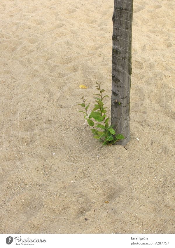 oasis Environment Nature Plant Sand Tree Wild plant Blossoming Growth Natural Brown Green Emotions Power Climate Survive Tree trunk Sparse Colour photo