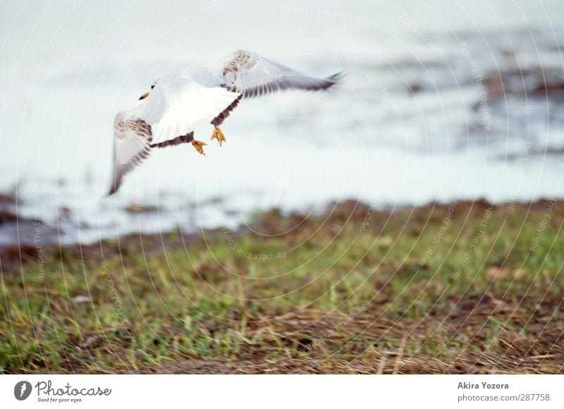 departure Nature Landscape Water Grass River bank Animal Bird Seagull 1 Flying Athletic Free Wet Brown Gray Green Orange Black White Flexible Freedom Mobility