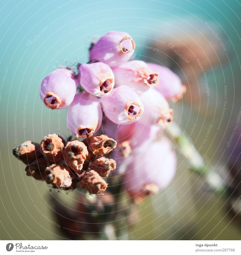 heather Environment Nature Landscape Plant Autumn Wild plant Mountain heather Heather family Meadow Beautiful Seasons Autumn leaves Autumnal Transience Delicate