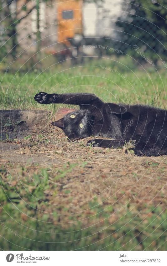 playground Plant Grass Bushes Garden Meadow Animal Pet Cat 1 Playing Happy Colour photo Exterior shot Deserted Day Light Animal portrait Forward Upward