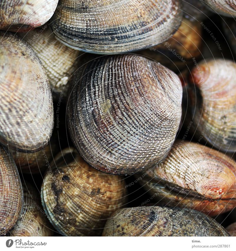 lifelines Beautiful weather Coast Beach Wild animal Mussel Group of animals Round Idyll Nature Calm Living or residing Attachment Multicoloured Difference