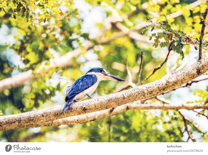 blue king | kingfisher Animal portrait Blur Contrast Light Day Deserted Detail Close-up Exterior shot Colour photo Wanderlust Love of animals