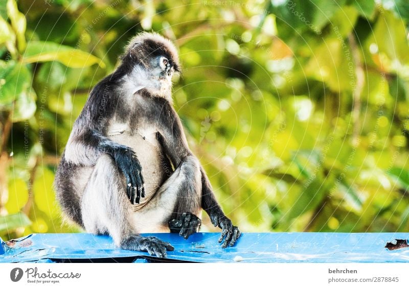 Three Animal portrait Blur Sunlight Contrast Light Day Colour photo Exterior shot Close-up Detail Deserted Animal protection Environmental protection Wilderness