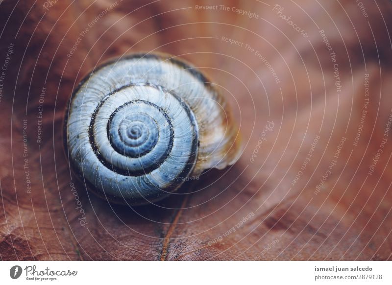 snail in the nature Snail Animal Bug White Insect Small Shell Spiral Nature Plant Garden Exterior shot Fragile Cute Beauty Photography Loneliness background