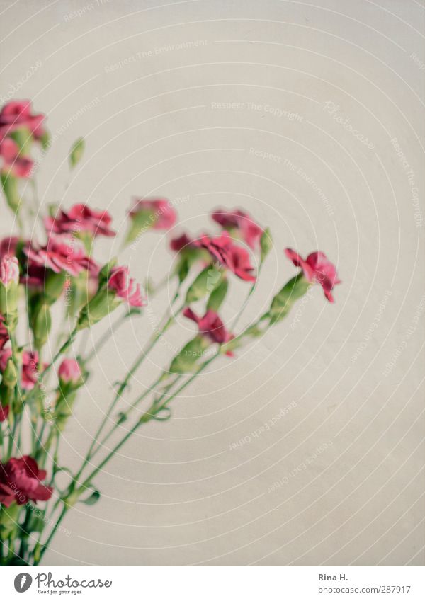 Clove cut Flower Dianthus Blossoming Soft Bouquet Blur Subdued colour Studio shot Deserted Copy Space right Copy Space top Flash photo Shallow depth of field