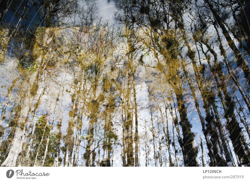 BIG Cypress reflection. XXXX Environment Nature Landscape Animal Water Tree Bald-cypress River Everglades NP Florida USA Tourist Attraction Growth Hiking