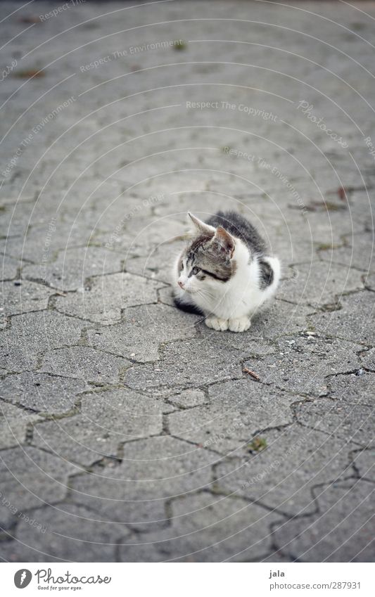 Again ne mauz Animal Pet Cat 1 Sit Concrete Colour photo Exterior shot Deserted Copy Space top Copy Space bottom Day Animal portrait Looking away