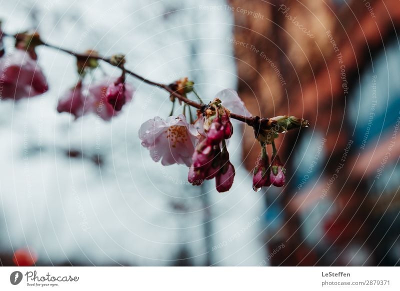 Flower and Bud covered in Raindrops Nature Plant Drops of water Sky Clouds Spring Blossom Hannover Town Downtown Deserted House (Residential Structure) Facade