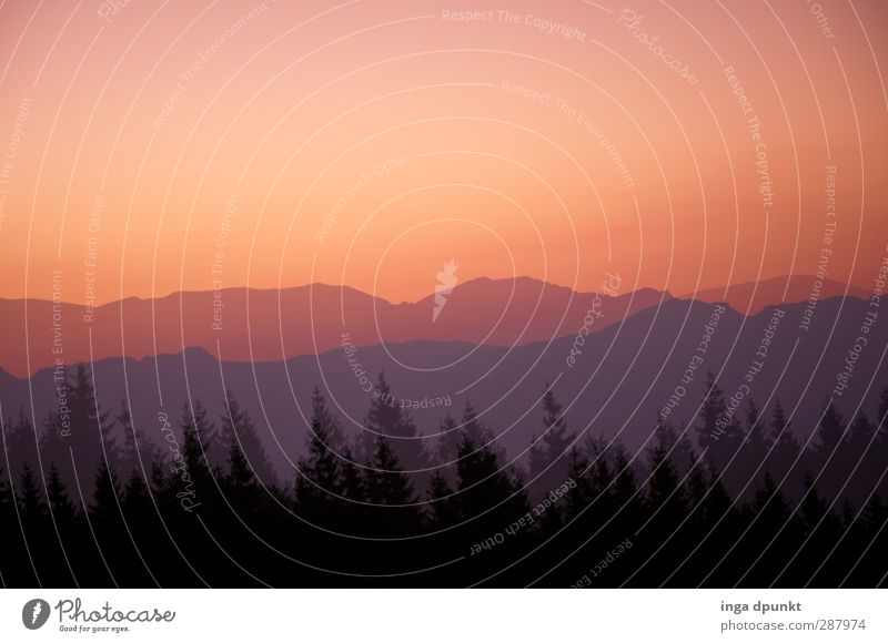 Wichtelpopichtel for Pencake Environment Nature Landscape Plant Tree Forest Coniferous forest Spruce forest Enchanted forest Sunset Sunrise Dusk Dawn Mountain