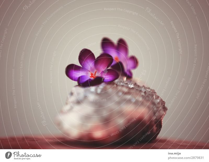 purple crocuses Crocus Stone Precious stone energetics Energy Esotericism Violet Spring flower Spring flowering plant Colour pretty Flower flowers Delicate