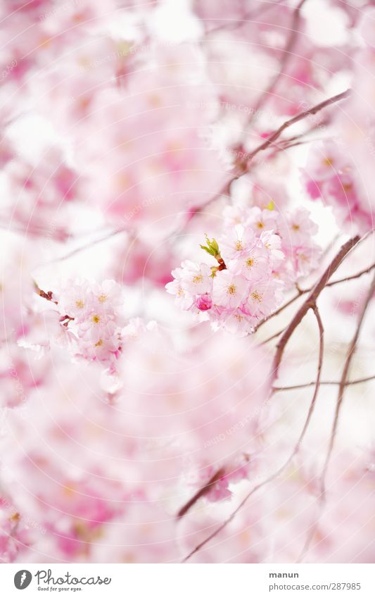 pink cherry blossoms Nature Spring Tree Blossom Cherry blossom Cherry Blossom Festival Blossoming Pink Spring fever Anticipation Colour photo Exterior shot