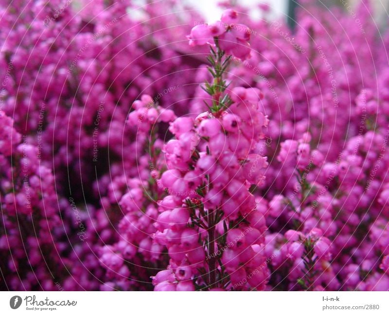 Erica gracilis II Heather family Pink