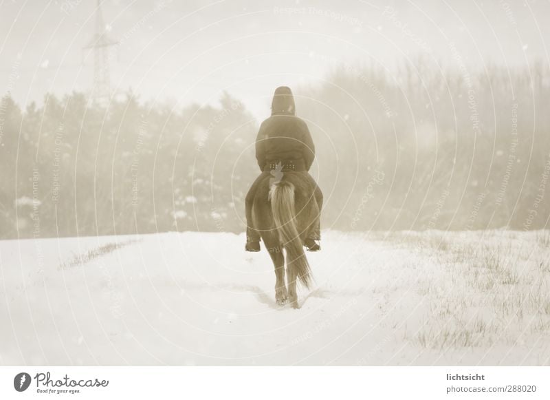 snow pusher Equestrian sports Human being 1 Nature Landscape Winter Weather Bad weather Storm Fog Ice Frost Snow Snowfall Tree Field Forest Lanes & trails