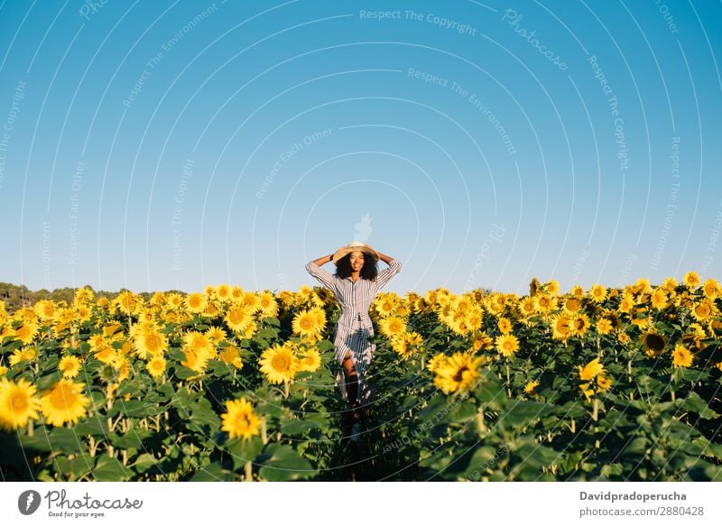 Happy young black woman walking in a sunflower field Woman sunflowers Yellow Ethnic Beautiful Cute Summer Meadow Sky African Plantation Floral Agriculture