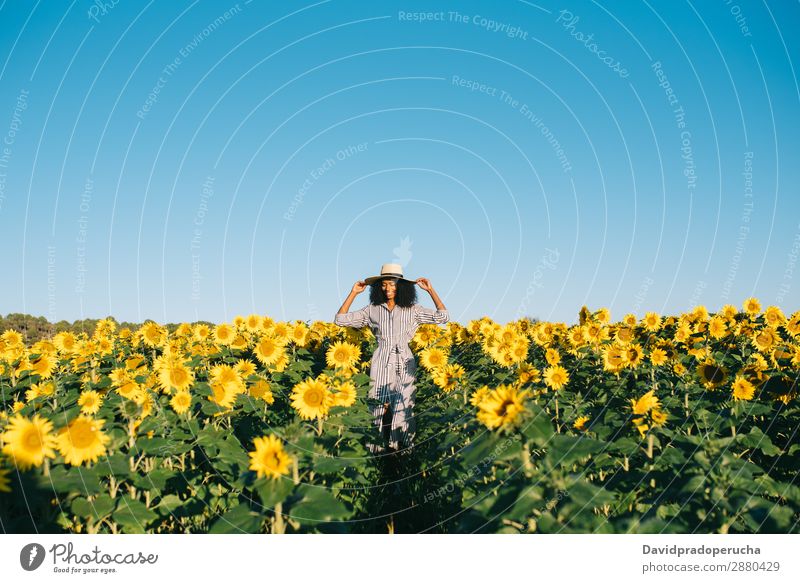 Happy young black woman walking in a sunflower field Woman sunflowers Yellow Ethnic Beautiful Cute Summer Meadow Sky African Plantation Floral Agriculture