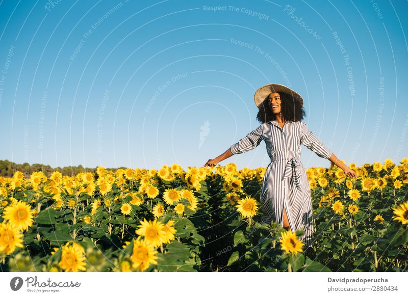 Happy young black woman walking in a sunflower field Woman sunflowers Yellow Ethnic Beautiful Cute Summer Meadow Sky African Plantation Floral Agriculture