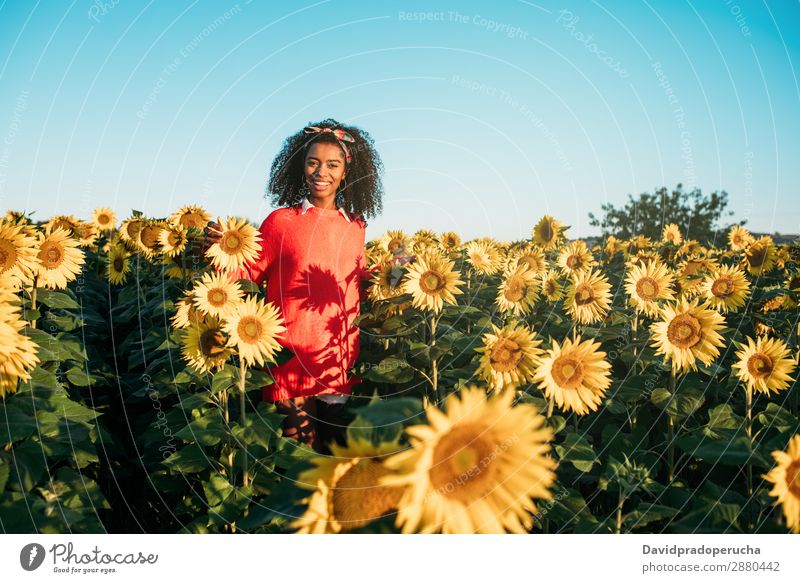 Happy young black woman walking in a sunflower field Agriculture Yellow Cute Summer Meadow African Sky Plantation Floral Bright Youth (Young adults) Ethnic