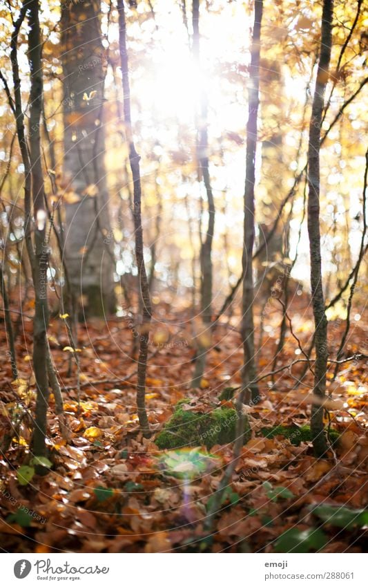 in Environment Nature Landscape Leaf Forest Natural Brown Deciduous forest Colour photo Exterior shot Deserted Day Light Sunlight Sunbeam Shallow depth of field