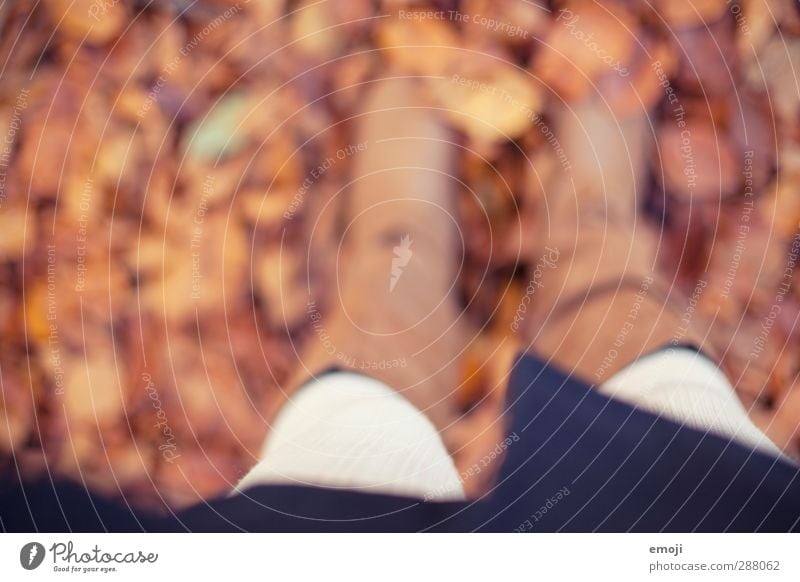 on the way Environment Nature Landscape Earth Autumn Leaf Natural Brown Deciduous forest Colour photo Exterior shot Detail Day Shallow depth of field