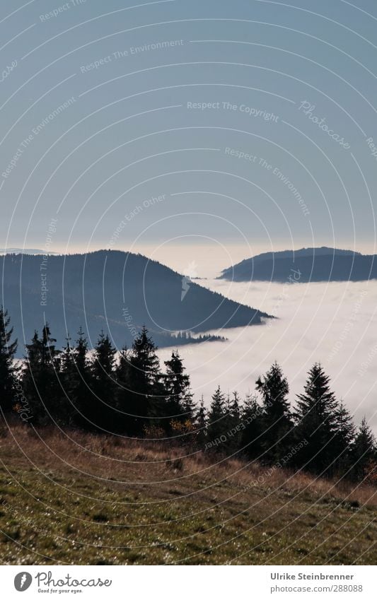 Islands in the sea Environment Nature Landscape Plant Sky Cloudless sky Autumn Climate Beautiful weather Fog Tree Grass Meadow Field Forest Hill Mountain