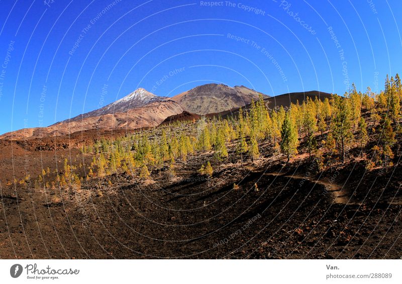 Teide I Vacation & Travel Hiking Nature Landscape Earth Sky Cloudless sky Beautiful weather Tree Forest Rock Mountain Snowcapped peak Volcano Lanes & trails