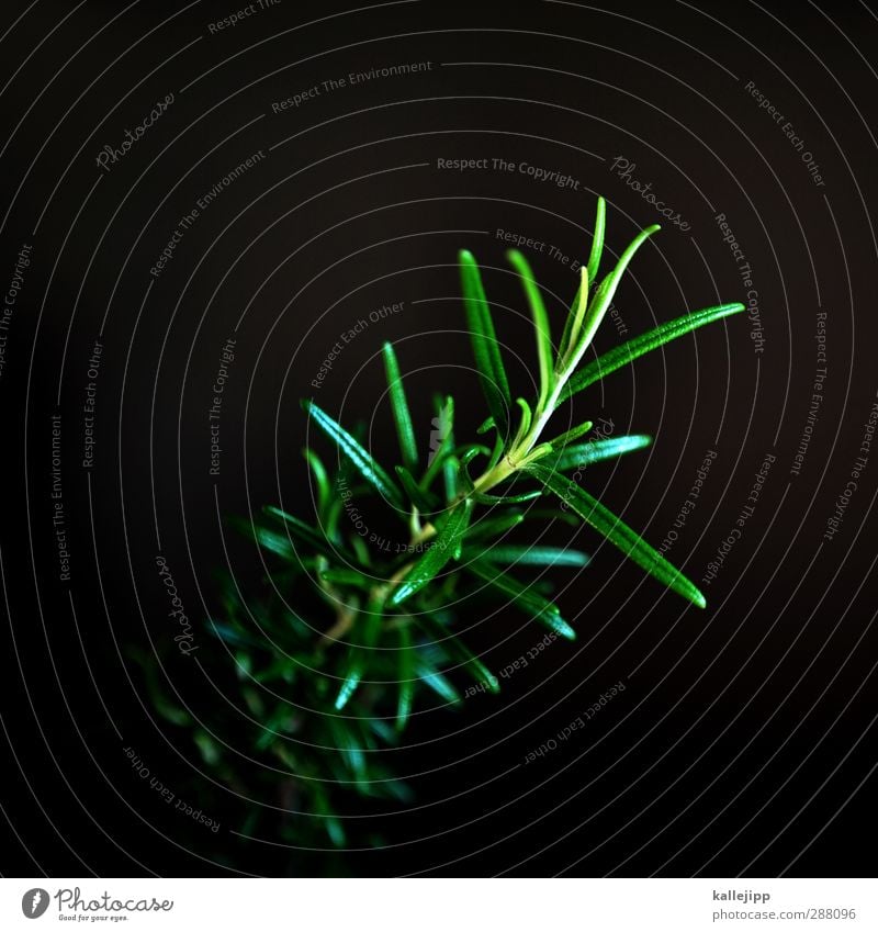 rose maria Nature Plant Foliage plant Garden Green Herbs and spices Rosemary Twig Colour photo Interior shot Light Shadow Contrast Low-key Blur