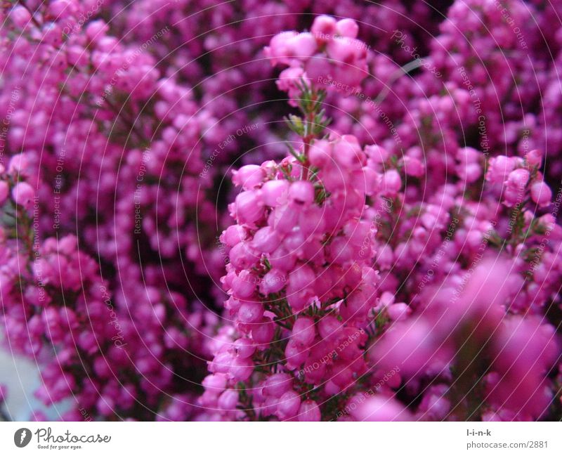 Erica gracilis III Heather family Pink