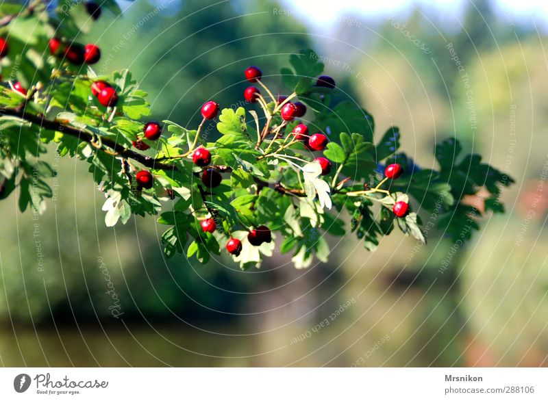 branch Nature Summer Autumn Beautiful weather Plant Tree Bushes Spring fever Twig Twigs and branches Branch Rawanberry Rowan tree Seed head Leaf green Rachis