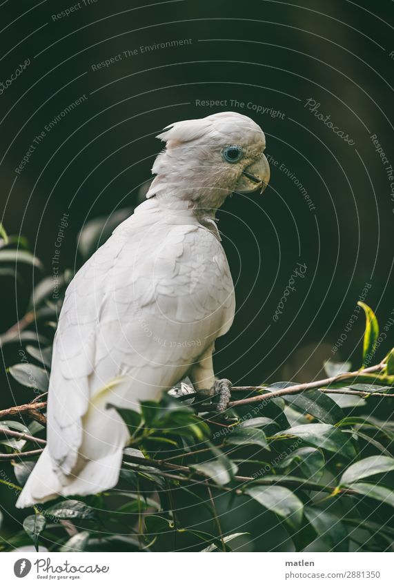 cockatoo Tree Leaf Animal Bird 1 Sit Brown Green White Cockatoo Climbing Twig Colour photo Subdued colour Exterior shot Close-up Copy Space left