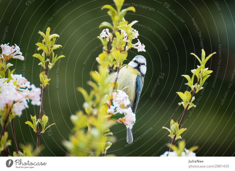 titmouse Tit mouse Bird Songbirds Tree Spring Blossom Blossoming Flower Twig Branch Feeding Nature Exterior shot