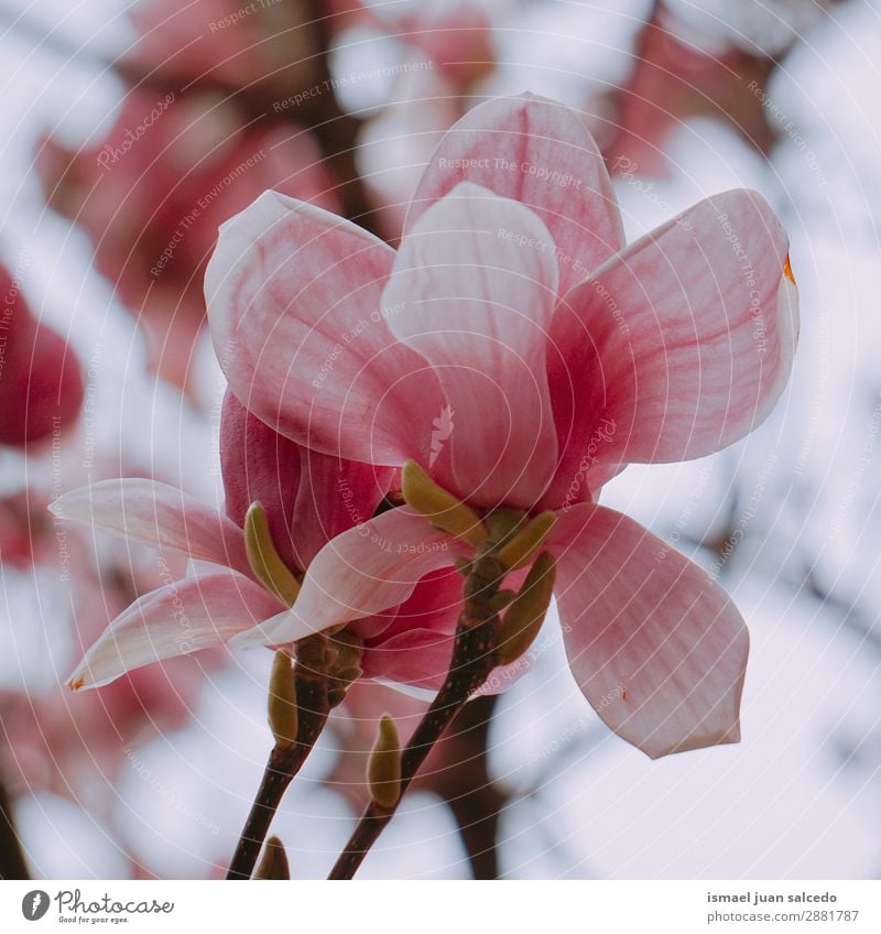 pink flower plant in springtime Flower Pink Blossom leave Plant Garden Floral Nature Decoration Romance Beauty Photography Fragile Neutral Background Spring