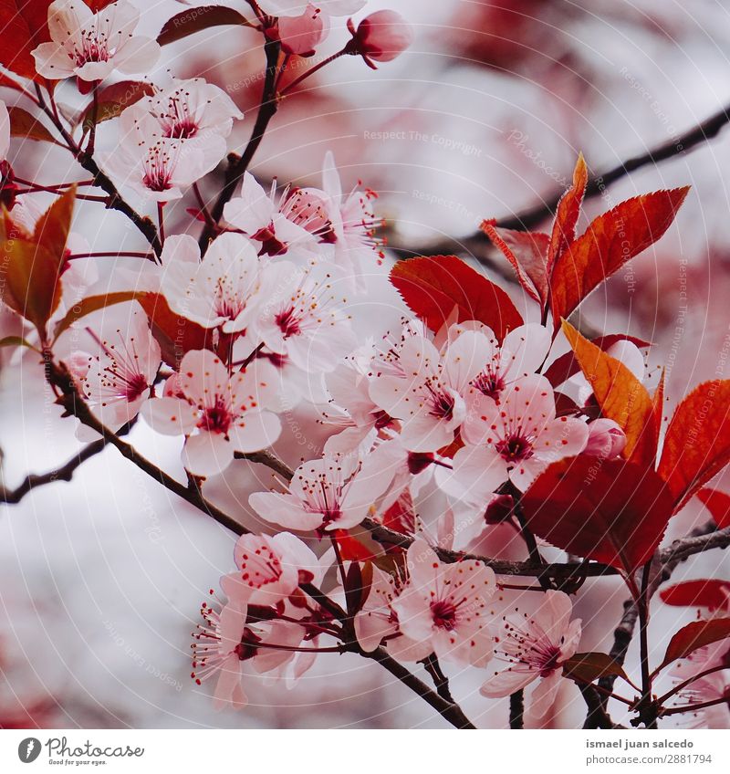 pink flower plant in springtime Flower Pink Blossom leave Plant Garden Floral Nature Decoration Romance Beauty Photography Fragile background Spring Summer