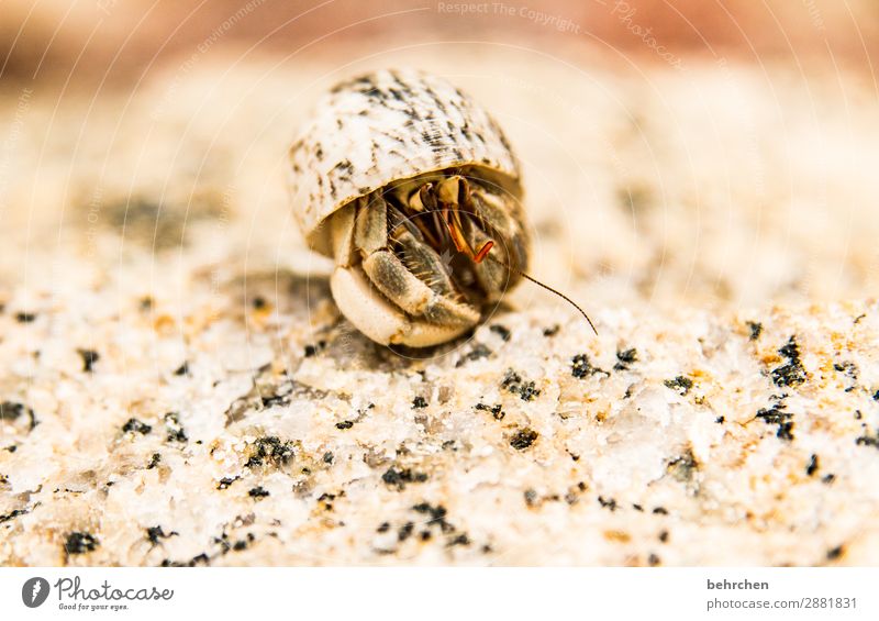 I dare you! Animal portrait Blur Sunlight Contrast Light Day Deserted Macro (Extreme close-up) Detail Close-up Exterior shot Colour photo