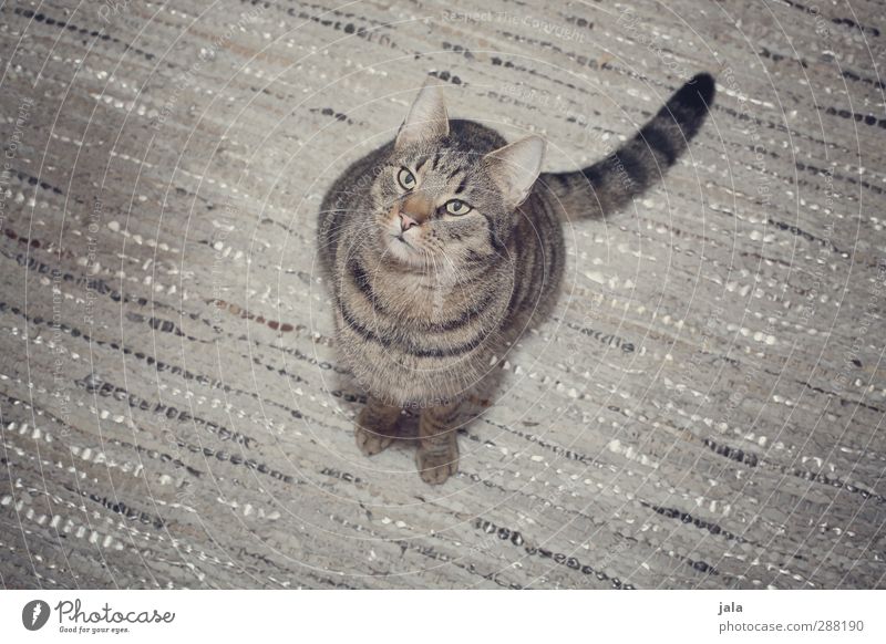 silver Animal Pet Cat 1 Esthetic Gray Colour photo Interior shot Deserted Copy Space left Copy Space right Flash photo Animal portrait Upward