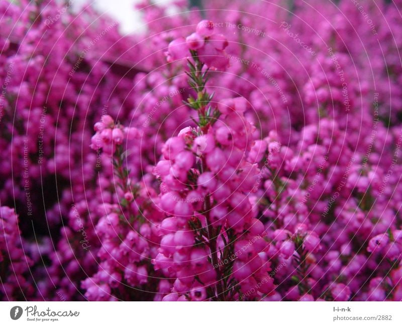 Erica gracilis Heather family Pink