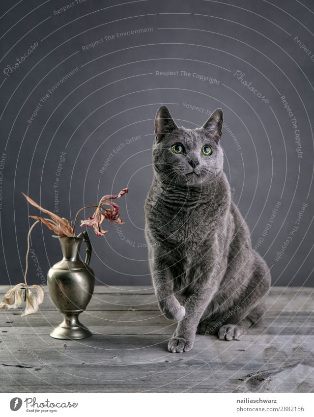 Russian Blue Cat russian blue cat housecat house cat portrait studio close close up blanket face still life still-life purebred grey cute elegant eyes purr