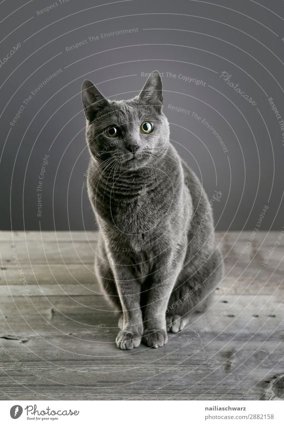 Russian Blue Cat Elegant Relaxation Animal Pet Animal face russian blue 1 Table Wooden table Observe Looking Wait Beautiful Curiosity Cute Soft Gray Happiness