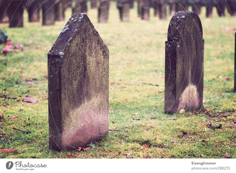 R.I.P. Autumn Meadow Cemetery Grave Tomb Tombstone Stand Old Dark Grief Death End Decline Transience Colour photo Exterior shot Deserted Copy Space middle Day