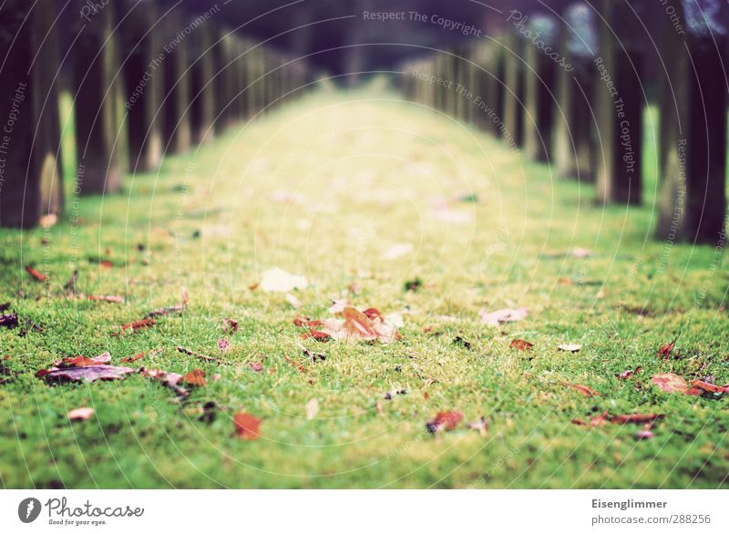 R.I.P. II. Meadow Cemetery Deserted Grave Tombstone Stand Old Dark Hope Belief Sadness Grief Death Past Transience Leaf Autumn leaves Colour photo Exterior shot