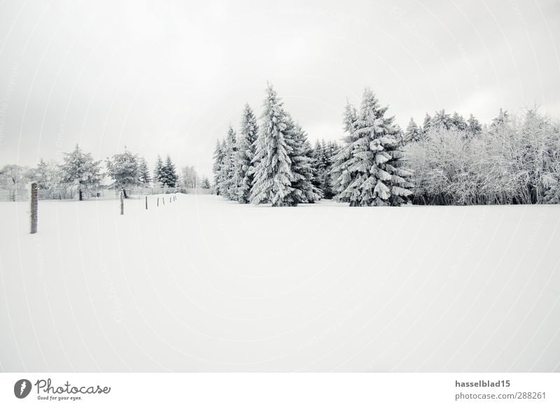 Winter in Thuringia 3 Calm Snow Mountain Environment Landscape Climate Climate change Ice Frost Snowfall Tree Field Forest Cold Fir tree Fairy tale